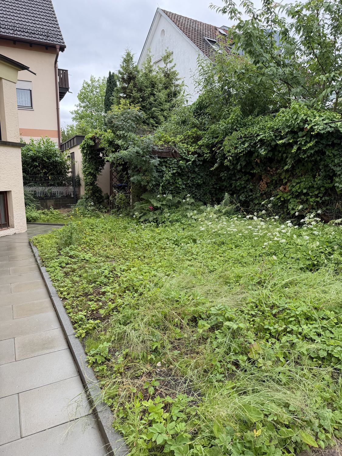 Verwilderter Garten vor der Pflege